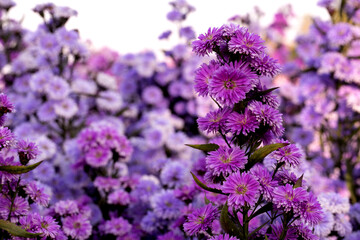 Pink,purple Margaret Flowers in garden.