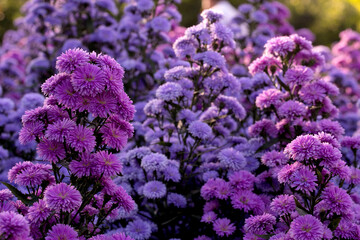 Pink,purple Margaret Flowers in garden.