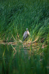 A heron on the shore of a lake cleans feathers.