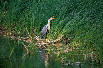 Adult heron on a lake in green reeds opened its beak.