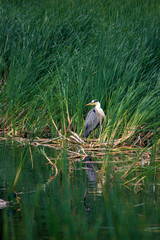 Adult heron on the lake in the bushes looks to the right.