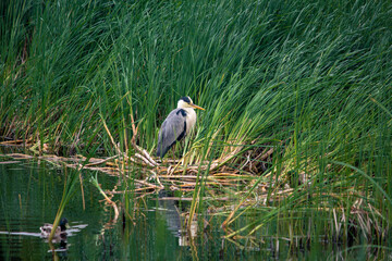Heron in green grass by the river sits head down.