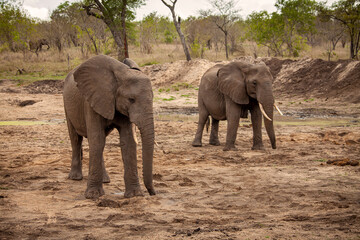 Two elephants thrust their trunks through the mud surface of a nearly dry watering hole to obtain a...