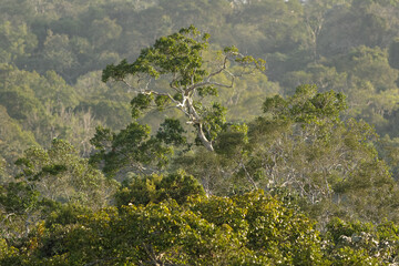 Amazon rainforest trees.