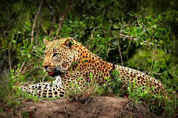 Fototapeta na wymiar An African Leopard rests on a small hill in the jungle of Africa after finishing a meal of Gazelle.