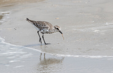 The grey or black-bellied plover (Pluvialis squatarola) with worm in its beak