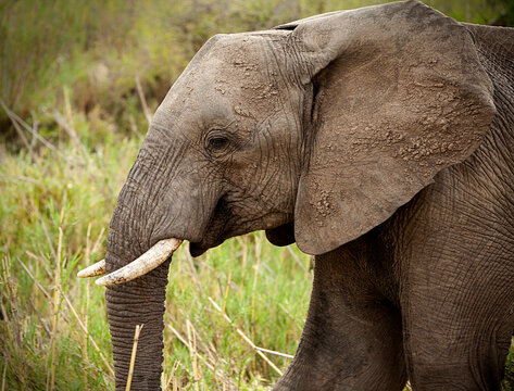 A close up photo shows the head and tusks of a young elephant on a game reserve in East Africa.