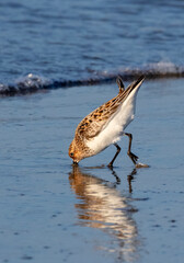 Sanderling In Summer Plumage  Feeding On Shore