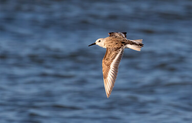 Sanderling In Summer Plumage Flying Over Ocean