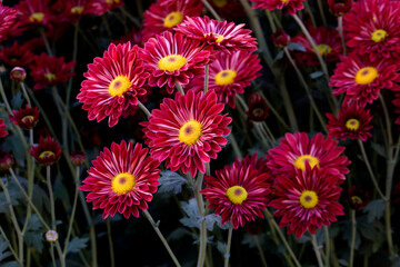 Close-Up Of Red Flowering Plants
Chrysanthemums flowers
