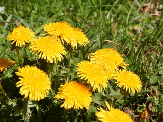 dandelions in the grass