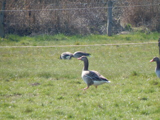 Obraz na płótnie Canvas geese in the grass