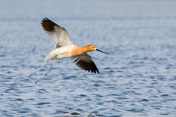 The american avocets (Recurvirostra americana) flying over the blue ocean