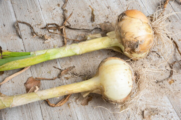 A Pair Of Unearthed Sweet White Onions