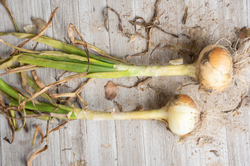 A Pair Of Unearthed Sweet White Onions