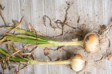 A Pair Of Unearthed Sweet White Onions