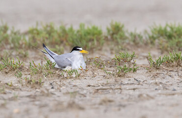 The female least tern sitting on the nest, with one egg in front of her, Galveston, Texas