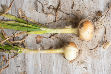 A Pair Of Unearthed Sweet White Onions