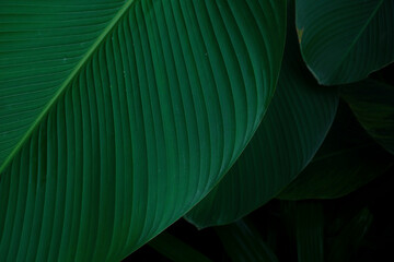 tropical leaves on black night background. leaf structure close up