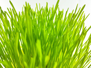 Closeup of Fresh green wheat grass plant in pot. Raw wheat grass plant for making antioxidant beverage. Young plant good for pet plant eater