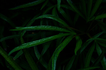 tropical leaves on black night background. top view. branch leaves
