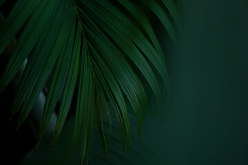 tropical palm leaves background wallpaper