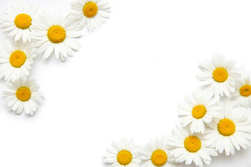 White background with chamomile. Flowers. Workspace. Blank for greetings. Isolated