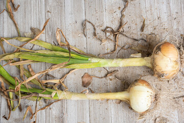 A Pair Of Unearthed Sweet White Onions