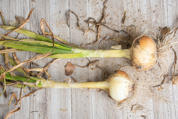 A Pair Of Unearthed Sweet White Onions