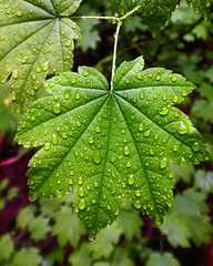 Forest leaf in the rain