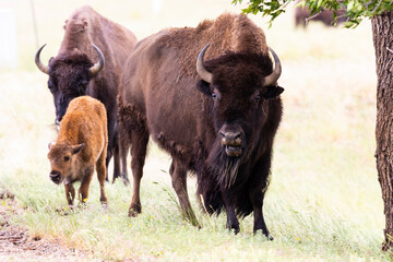 American Bison Family
