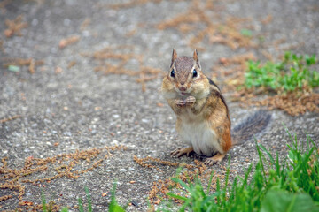 Naklejka premium smiling chipmunk poses on the sidewalk