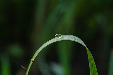 Dew drops
Spray
Rainwater