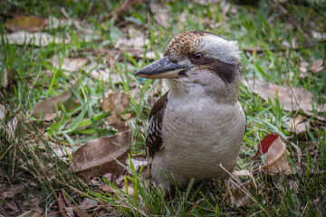Birds Of Australia. Kookabara hunts for earthworm in the Royal National Park of Sydney (Australia)