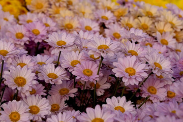 Close-Up  Of  Yellow Flowering Plants
Chrysanthemums flowers