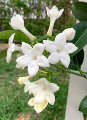 Obraz na płótnie Canvas Beautiful white Jasmine flower surrounded by green leaves