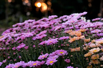 Obraz premium Close-Up Of Yellow Flowering Plants Chrysanthemums flowers