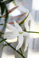 Obraz premium Beautiful white Jasmine flower surrounded by green leaves