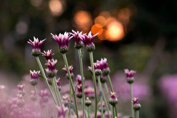Close-Up  Of  Yellow Flowering Plants
Chrysanthemums flowers