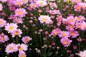 Close-Up  Of  Yellow Flowering Plants
Chrysanthemums flowers