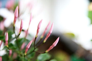 Fototapeta premium Beautiful white Jasmine flower surrounded by green leaves