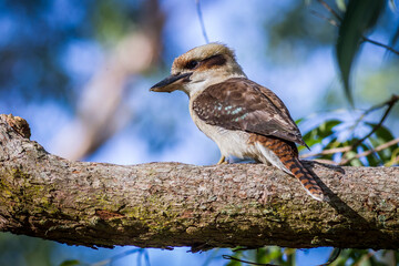 Birds Of Australia. Kookabara hunts for earthworm in the Royal National Park of Sydney (Australia)