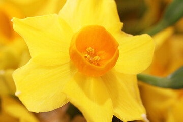 Obraz na płótnie Canvas Closeup of beautiful orange and yellow Jonquil flowers
