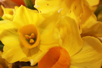 Obraz na płótnie Canvas Closeup of beautiful orange and yellow Jonquil flowers