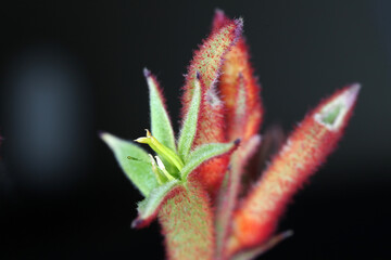 Closeup of red Kangaroo Paw flowers with black background