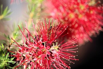 Western Honey Bee collecting nectar from Bottlebrush flower, South Australia