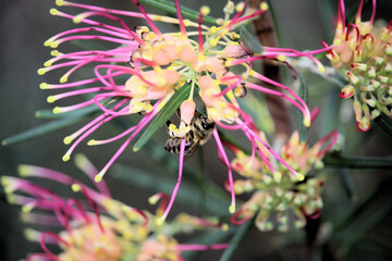 Western Honey Bee collecting nectar from Grevillea flower, South Australia