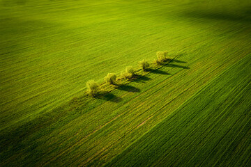 Lonely apple tree trees among a rural green field. The landscape is picturesque with soft warm light. Ecological nature and agriculture. Aerial view