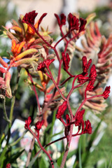 Closeup of beautiful Australian kangaroo paw plant and flowers