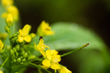 Little bug on little yellow flower.